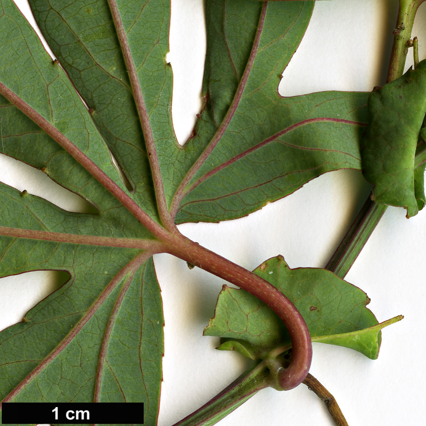 High resolution image: Family: Passifloraceae - Genus: Passiflora - Taxon: caerulea